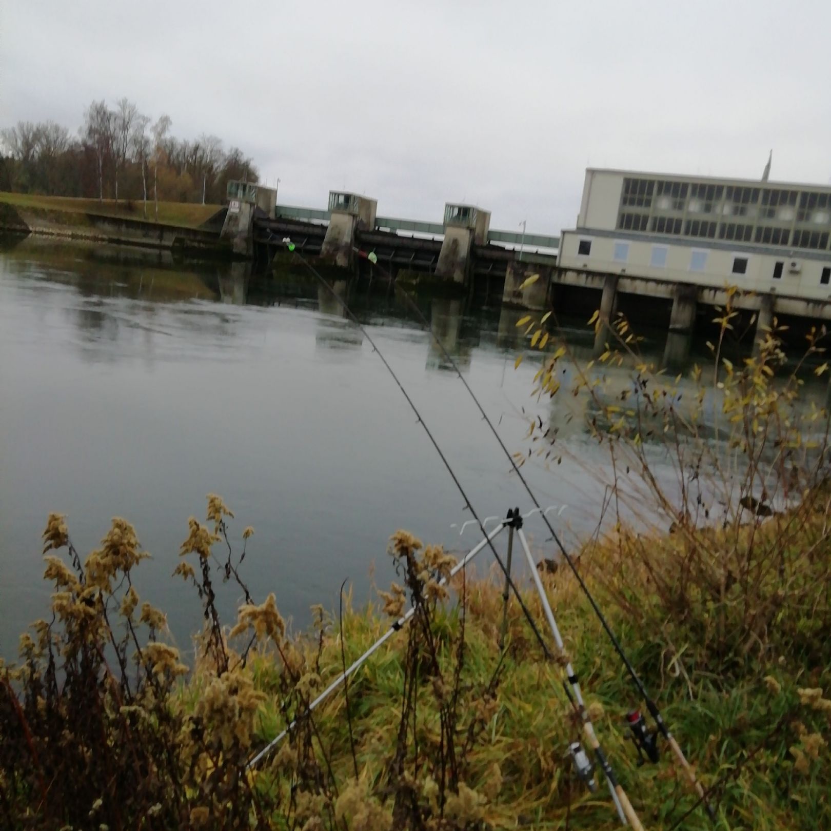 Donaustausee Faimingen angeln