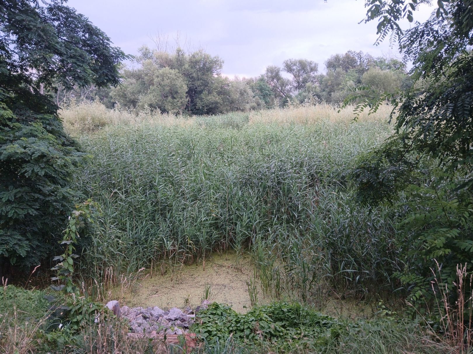 Strohwalder Teich angeln