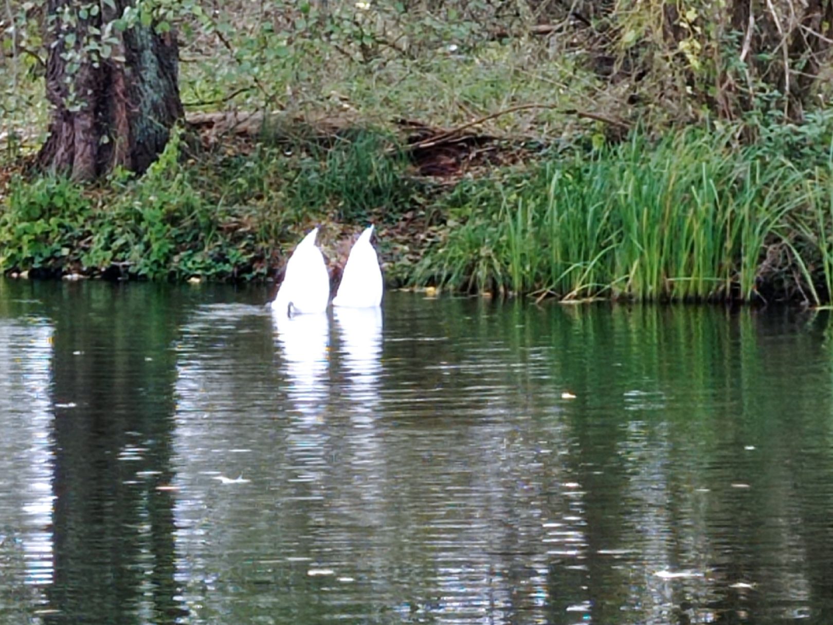 Havel (Malz-Friedrichsthal) angeln
