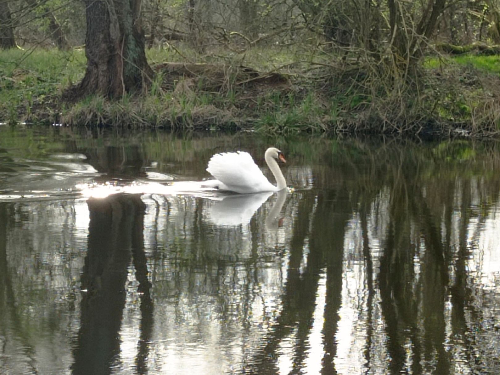 Havel (Malz-Friedrichsthal) angeln