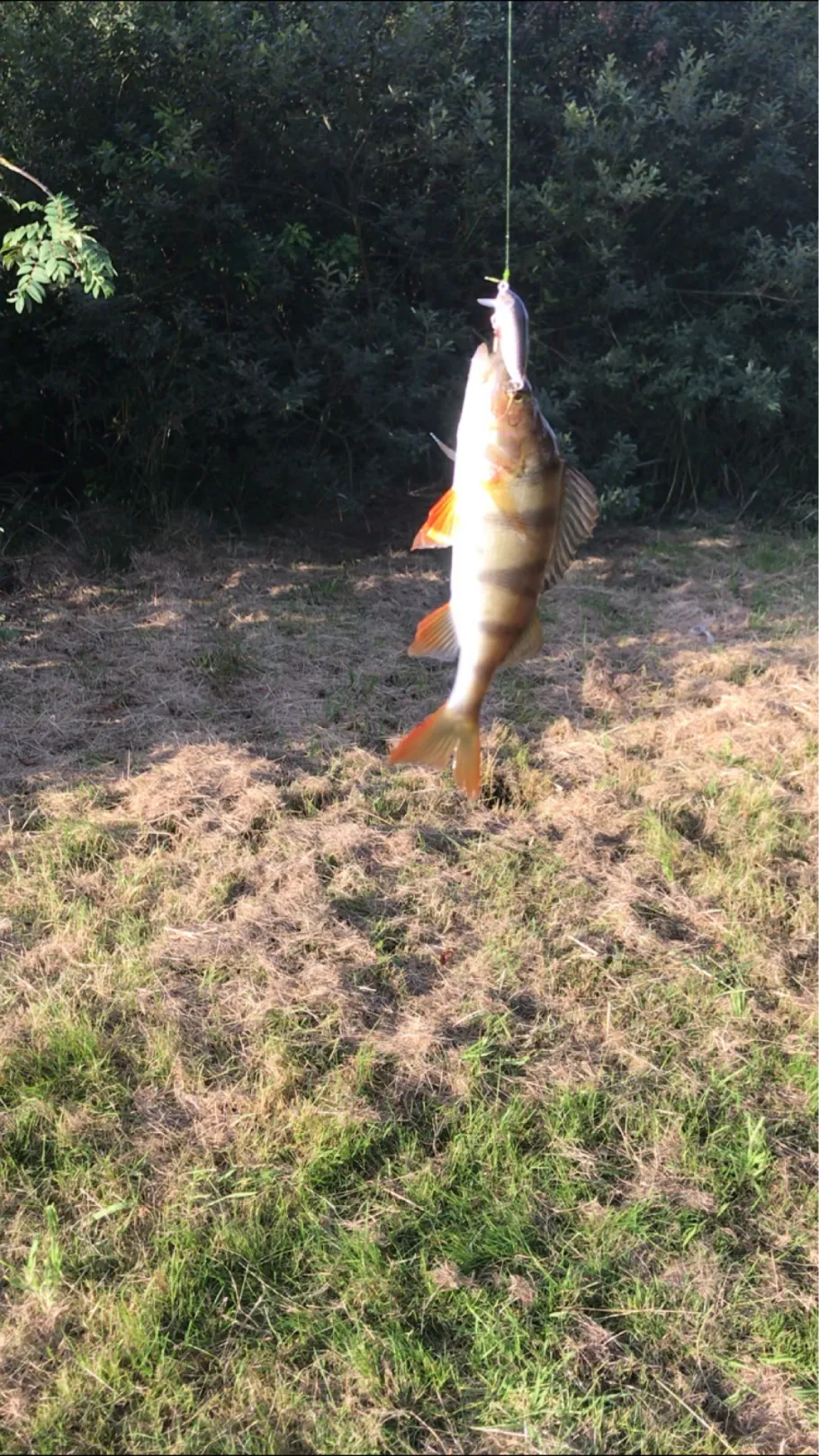 Lesum (Bremen-Grohn) angeln