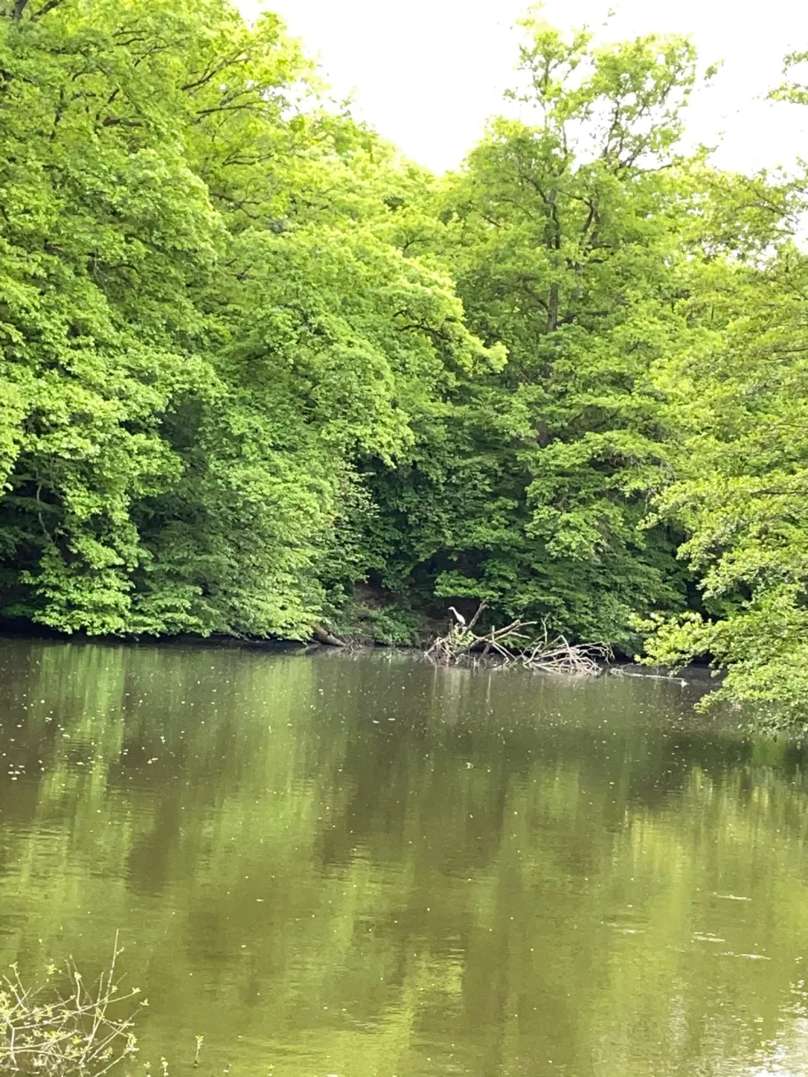 Aschbachweiher (Gersweiler) angeln