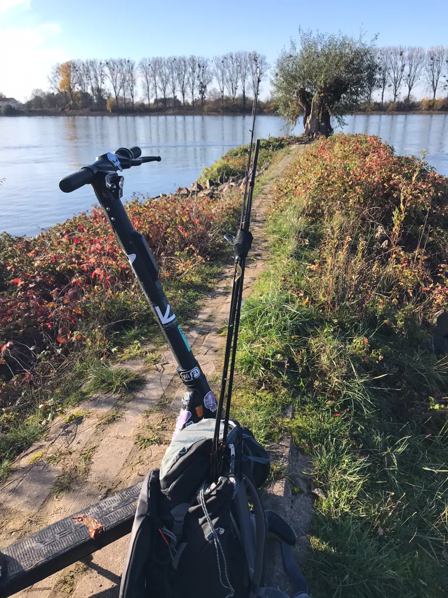 Rhein (Gimbsheim - Kühkopf) angeln