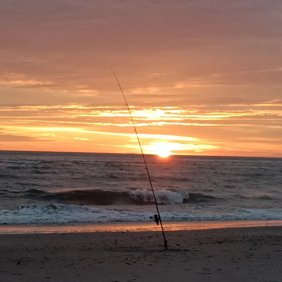 Nordsee (Henne Strand) angeln