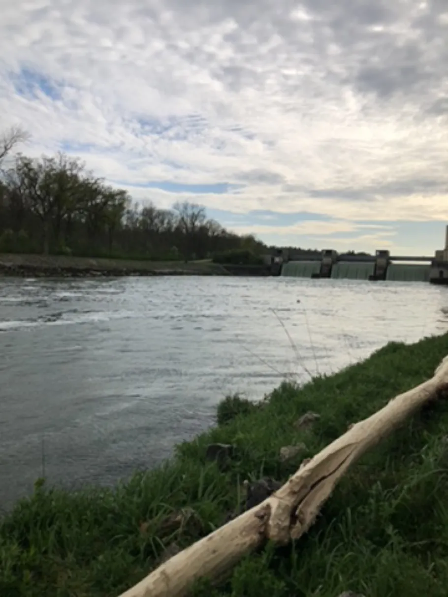 Donau (Leipheim) angeln