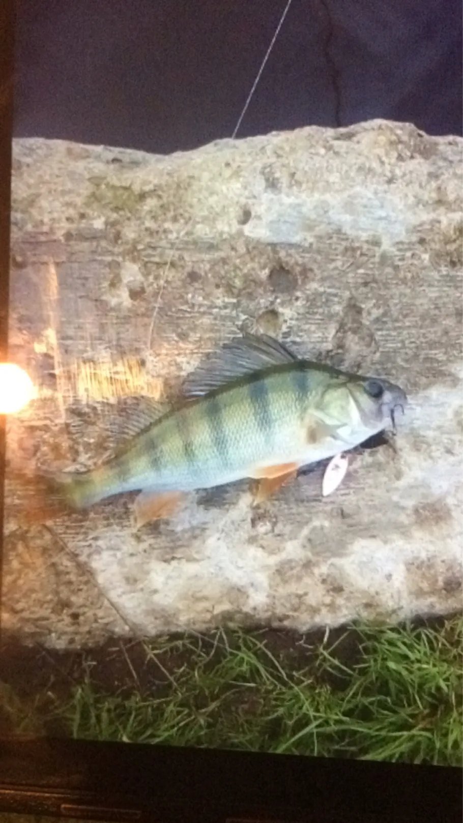 Aalbeck (Niendorf) angeln