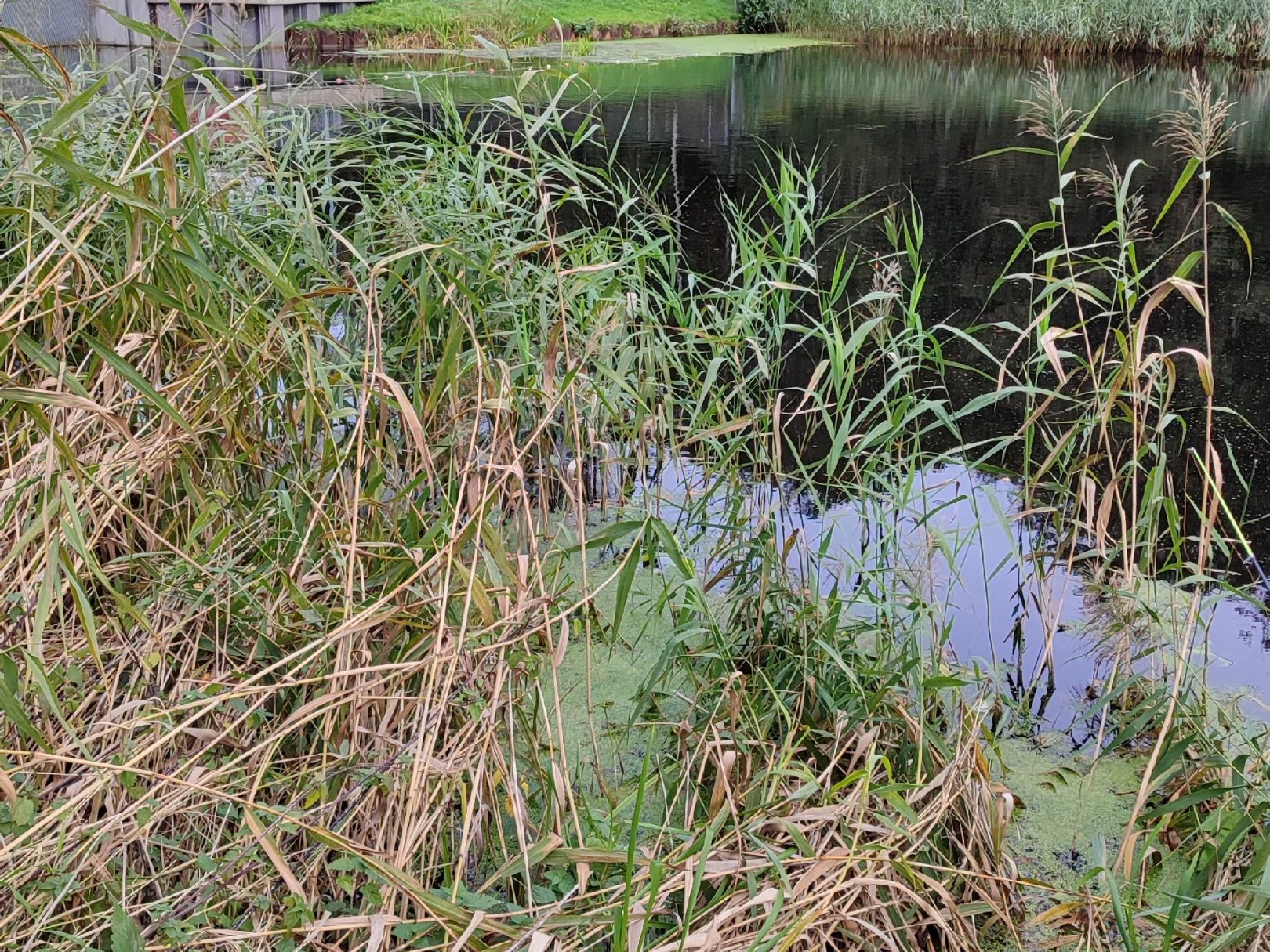 Stromgraben (Graal-Müritz) angeln