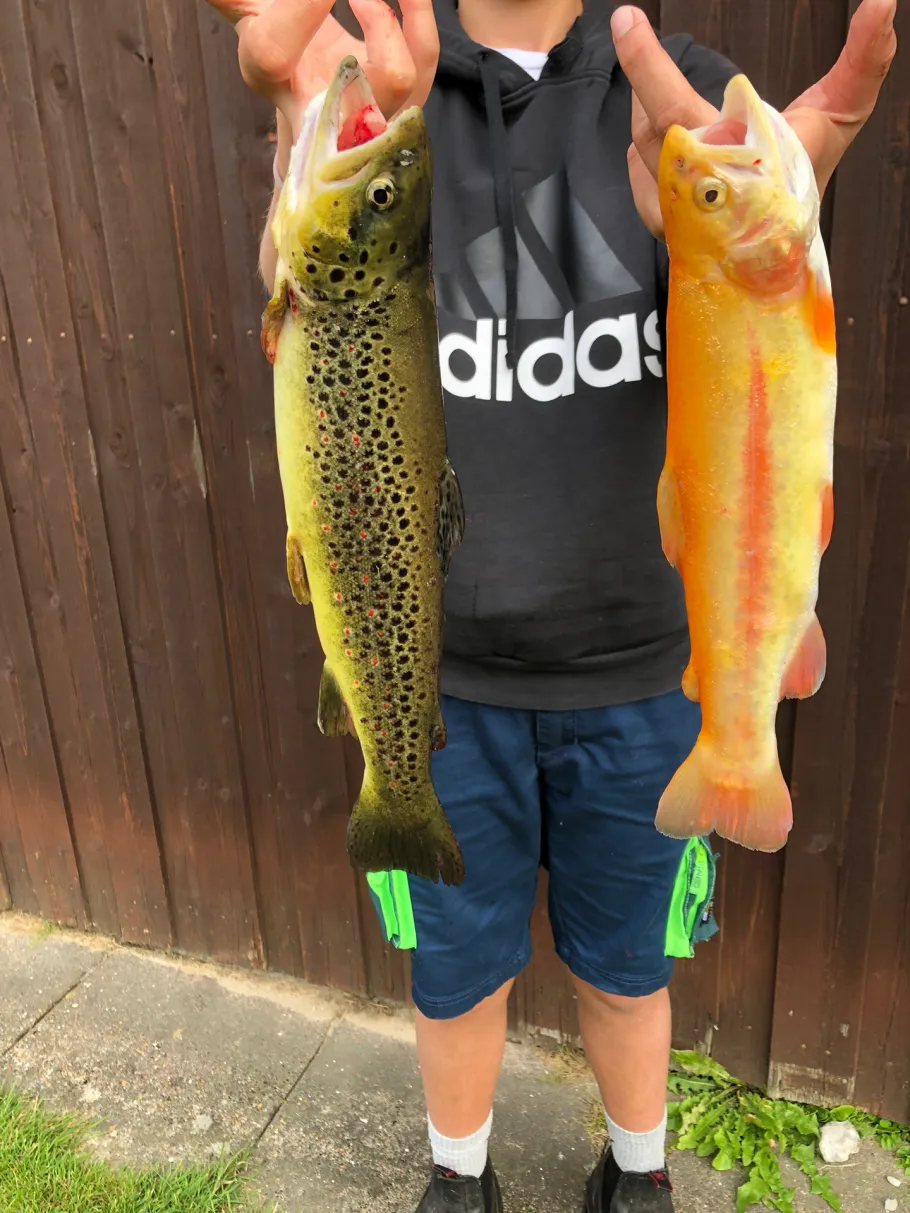 Løkken Fiskepark angeln