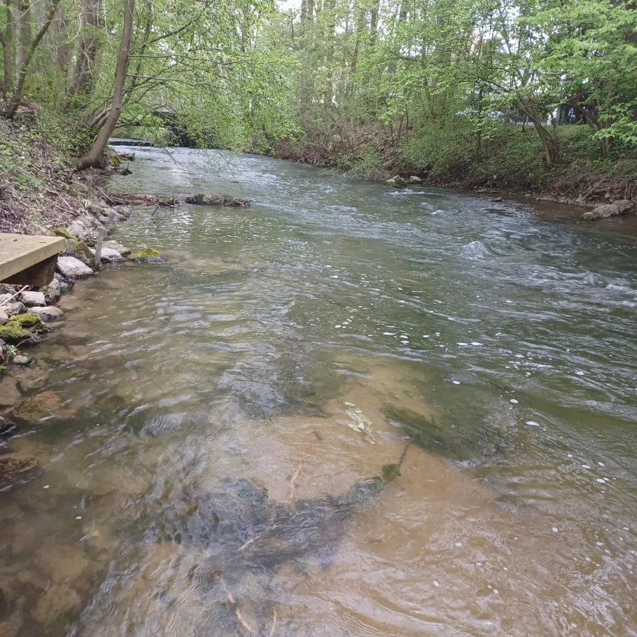 Mühlbach (Dachau) angeln