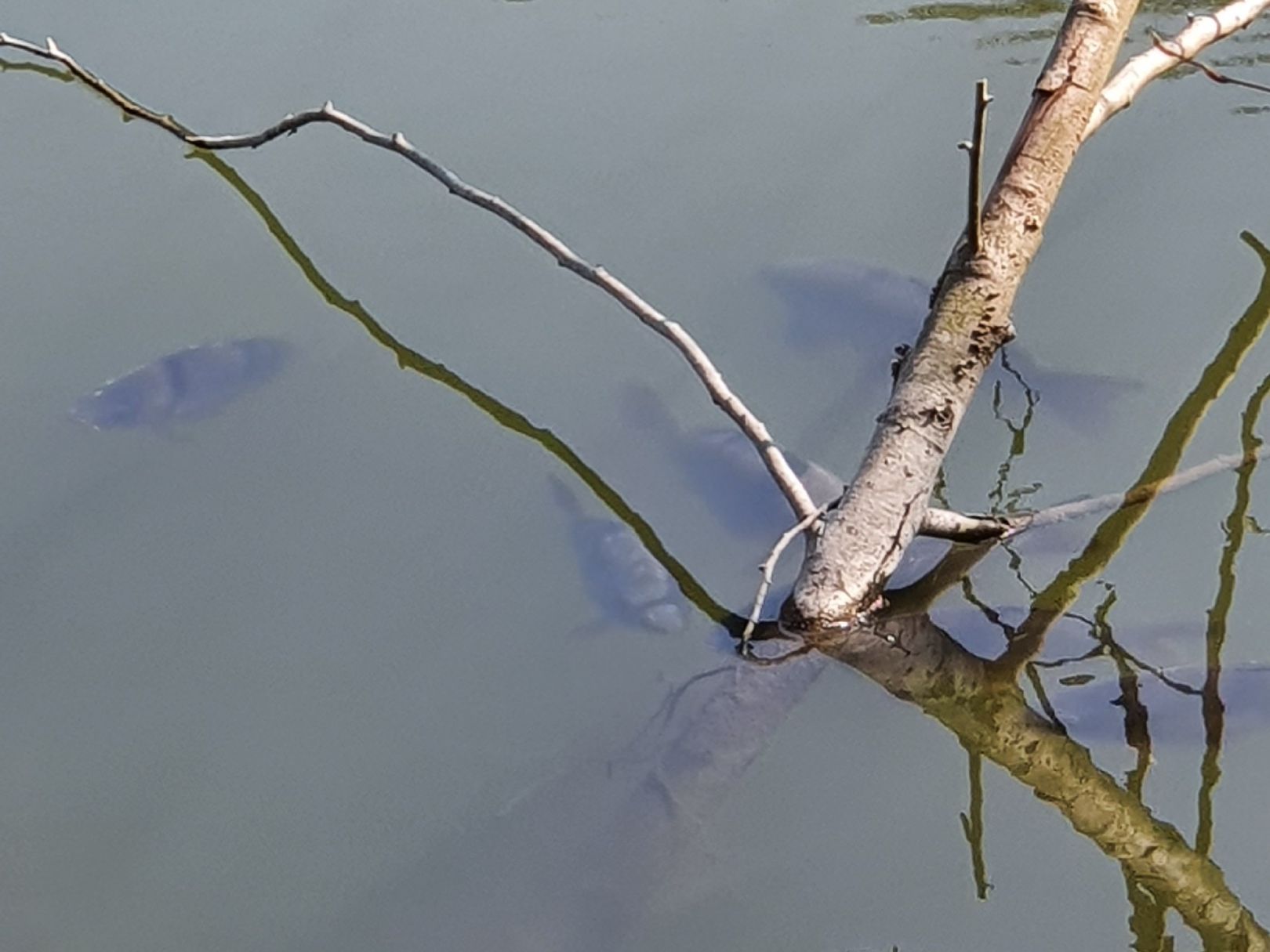 Schnepfenbachweiher (Neuweilnau) angeln