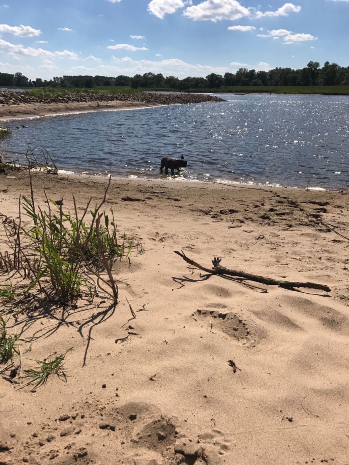 Elbe (Havelberg) angeln