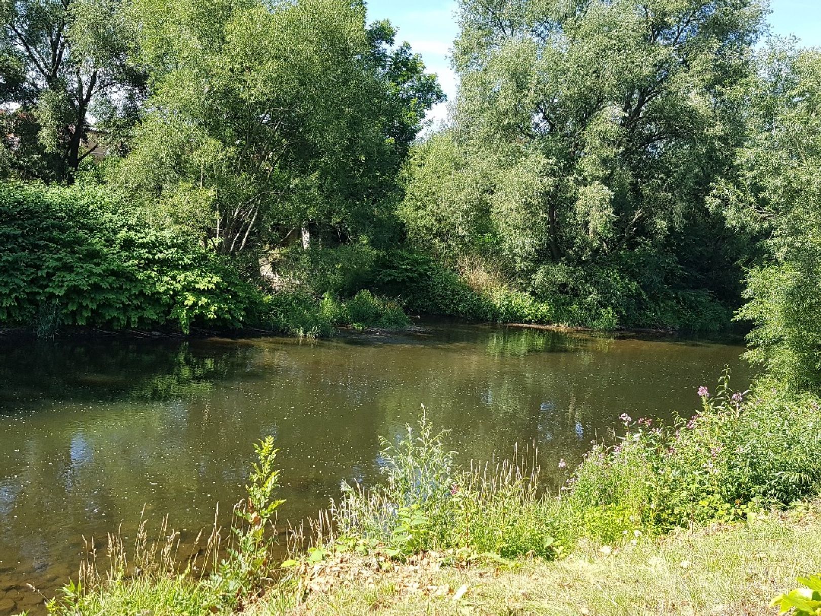 Zwickauer Mulde (Wilkau-Haßlau) angeln