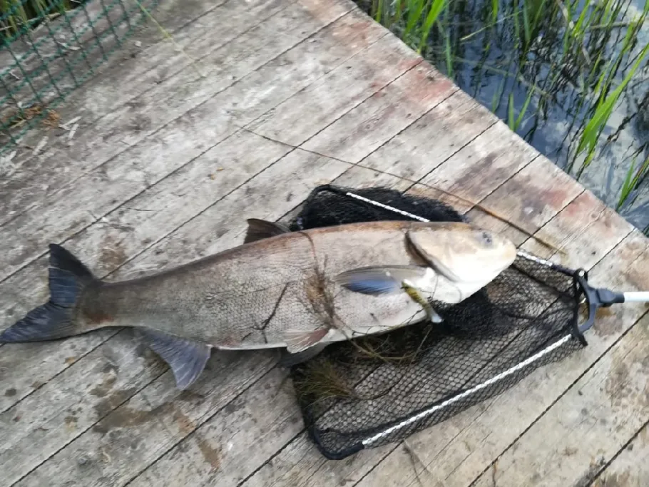 Naturstrandbad Obhausen angeln