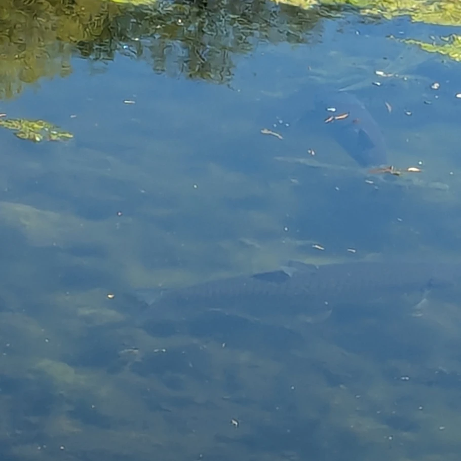 Fischteich Isterbies angeln