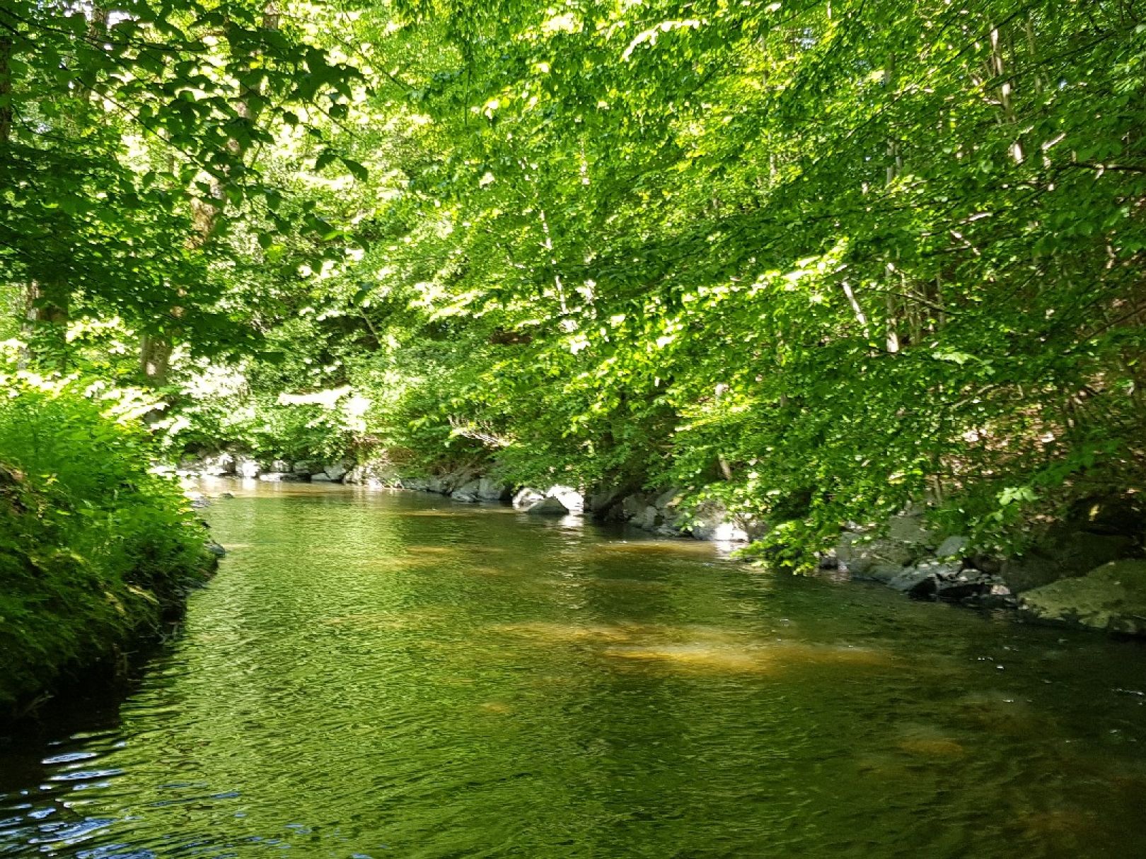 Weißer Main (Bad Berneck i.Fichtelgebirge) angeln