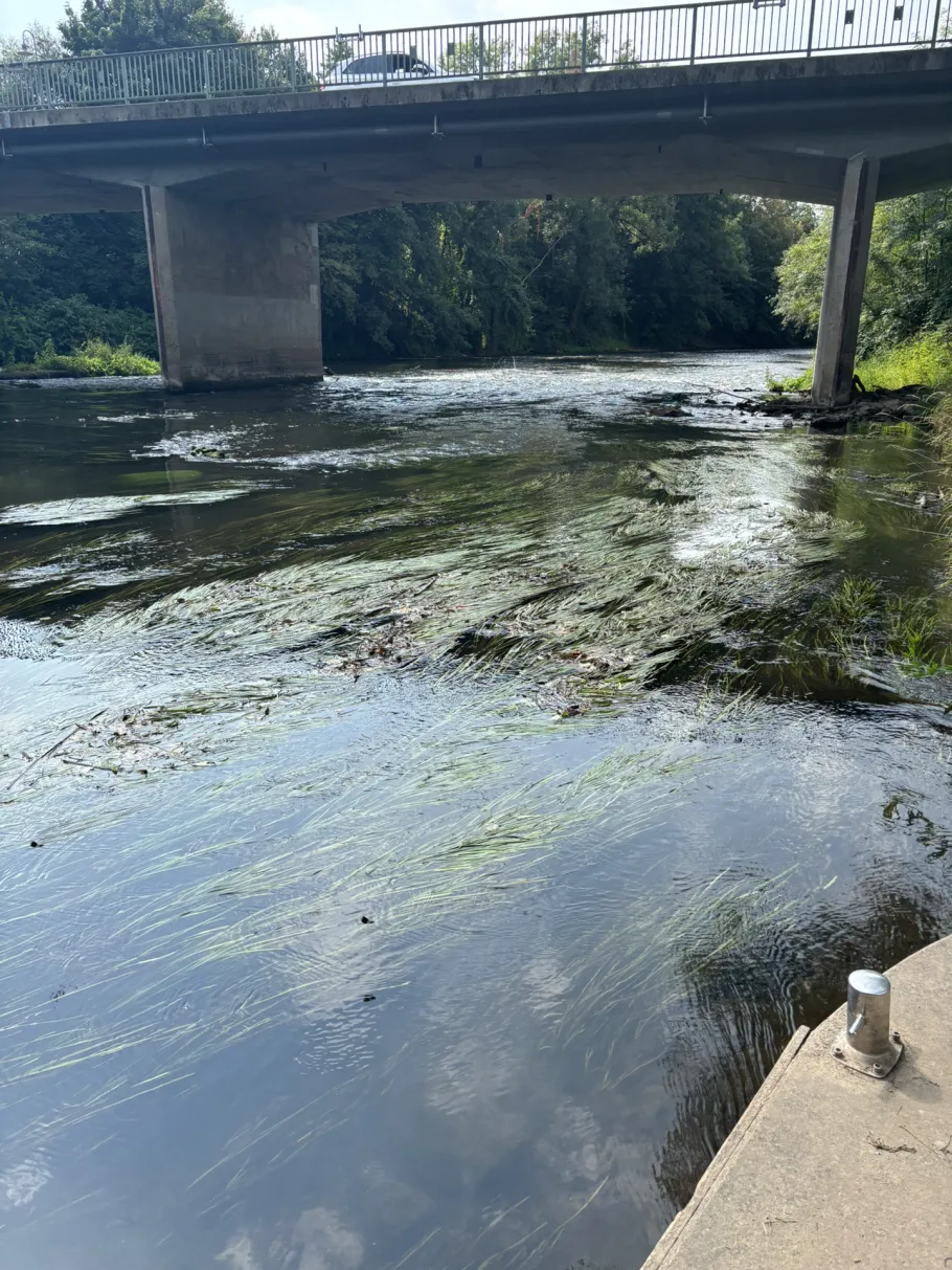 Blies (Reinheim) angeln