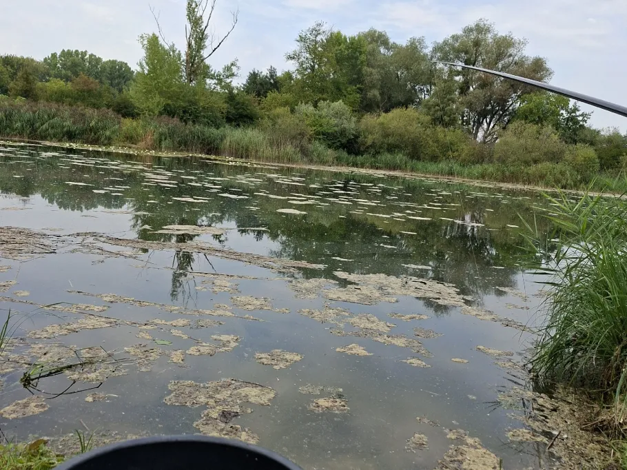 Wörthsee (Hügelsheim) angeln