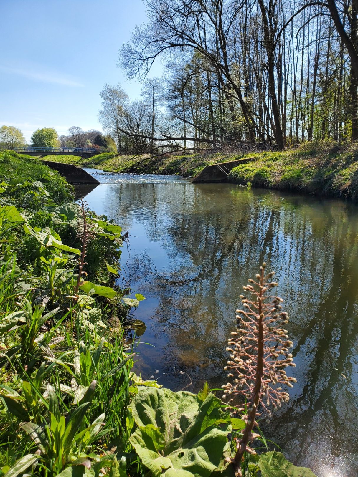 Goldbach (Hasbergen) angeln