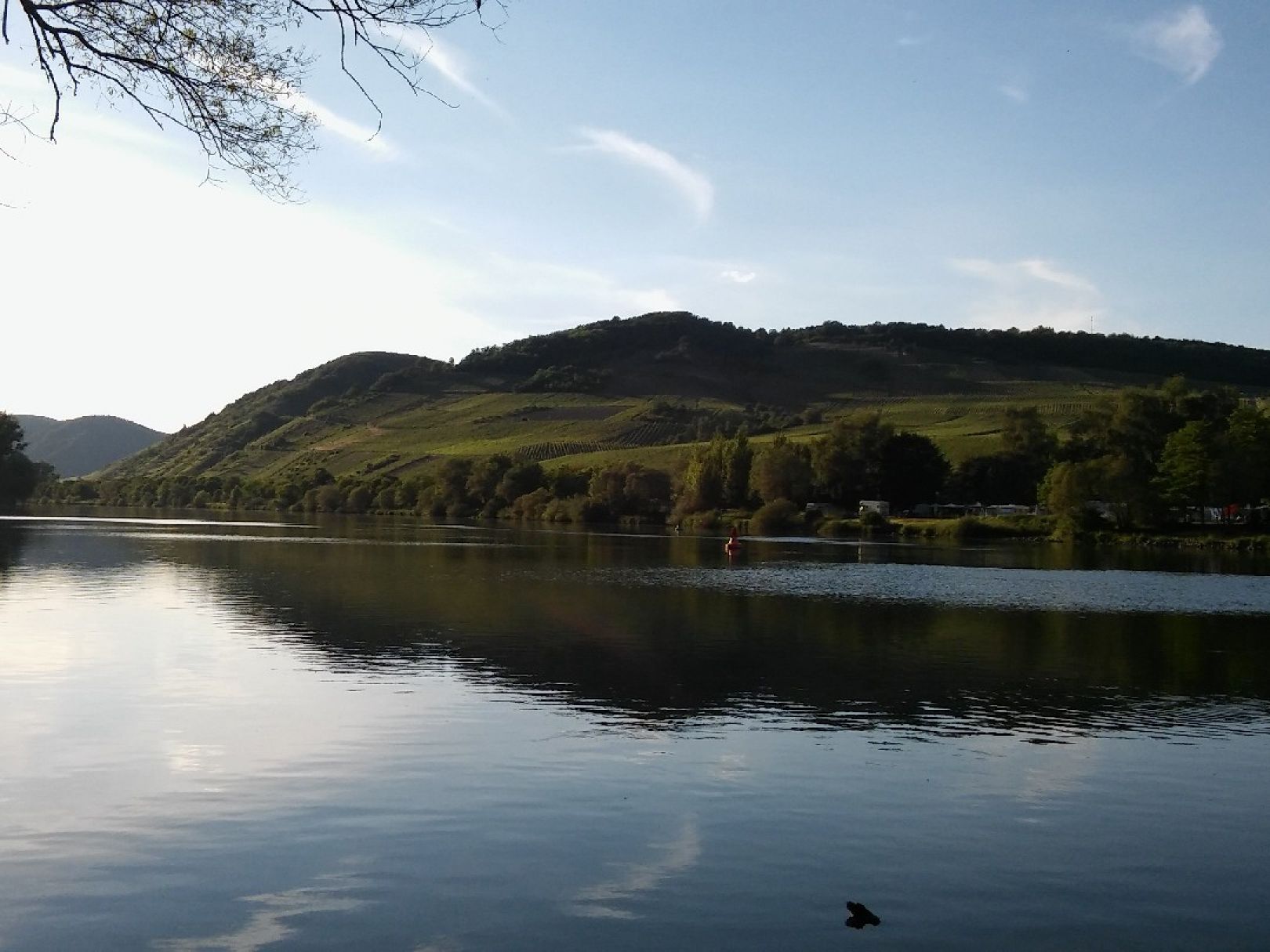 Mosel (Cochem) angeln