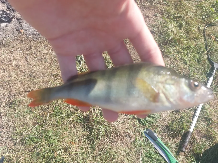 Kleiner Stich (Klein Mutz) angeln