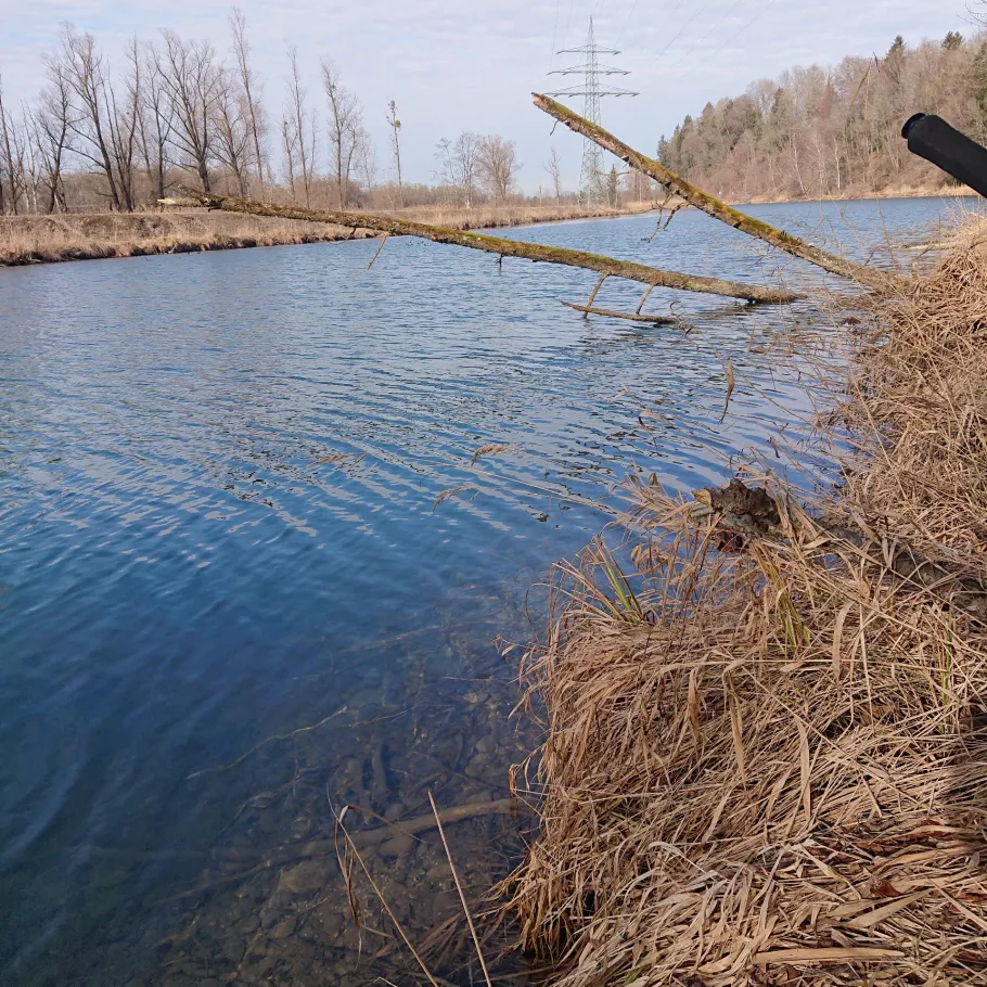 Berger Altwasser (Zaisering) angeln