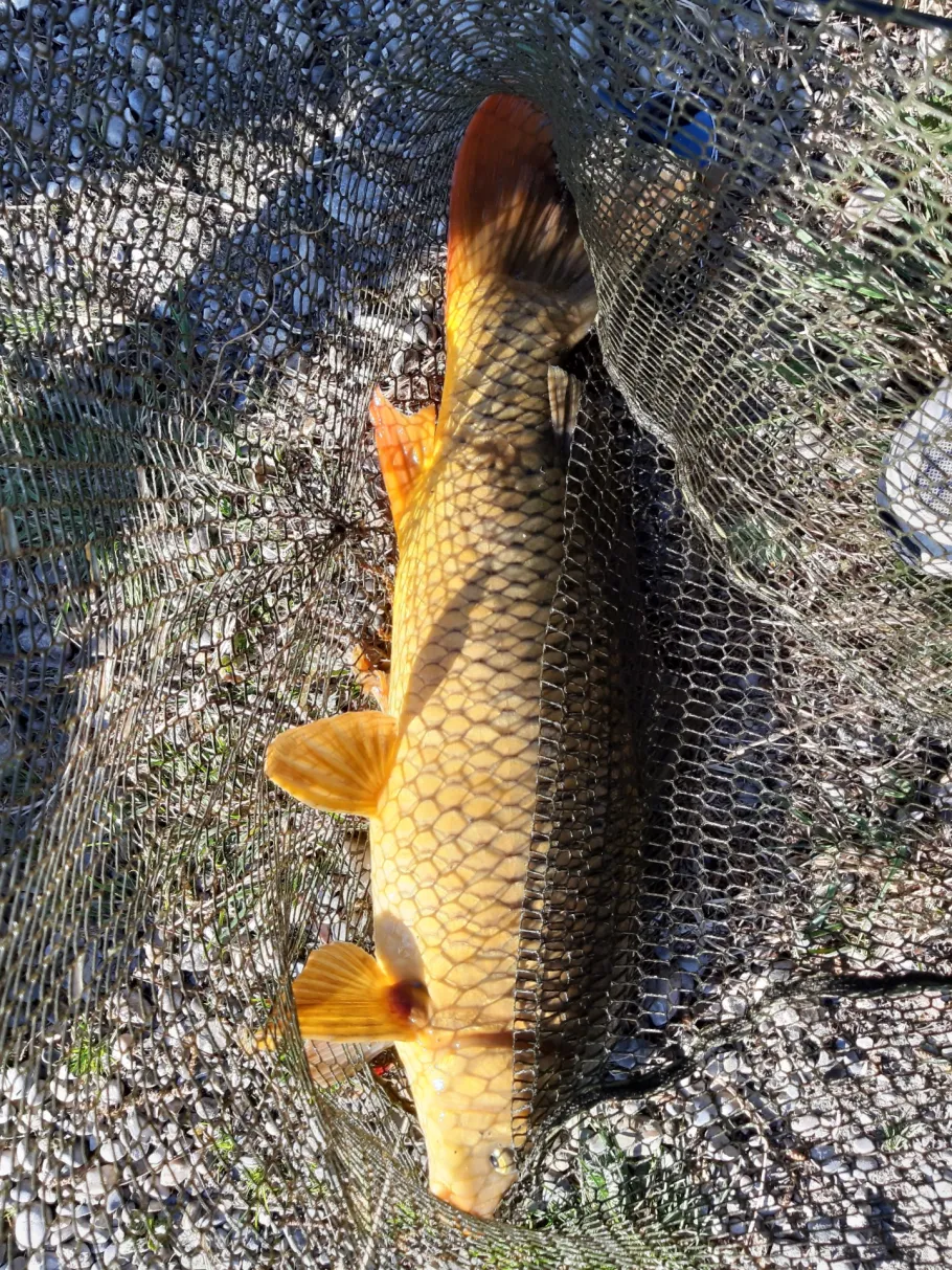 Lamerdinger Weiher angeln