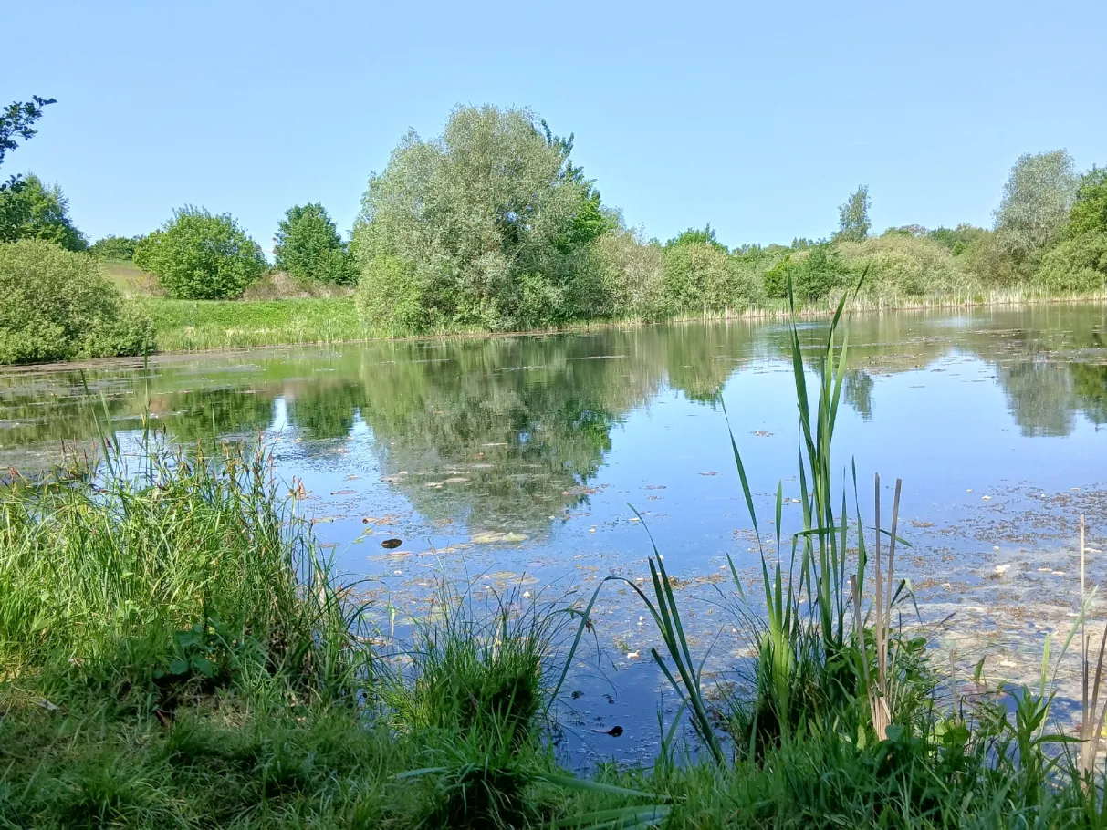 Großer Teich (Marlow) angeln