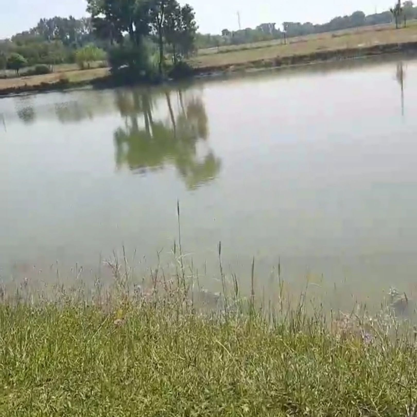 Sommerriedsee (Osthofen) angeln