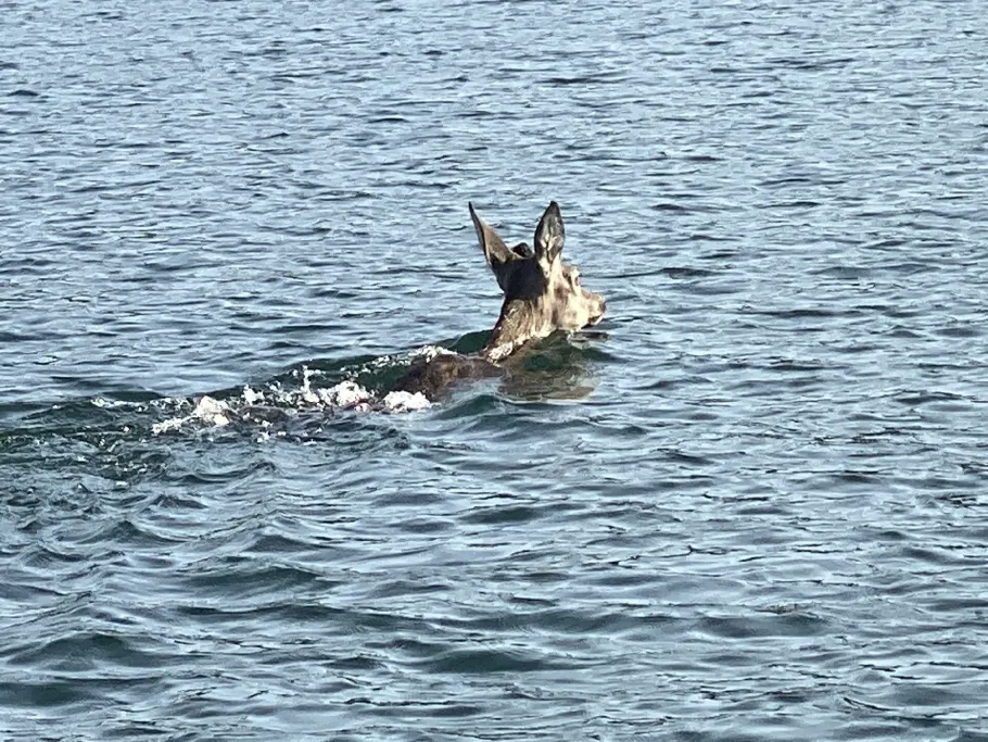 Embalse de Cijara angeln