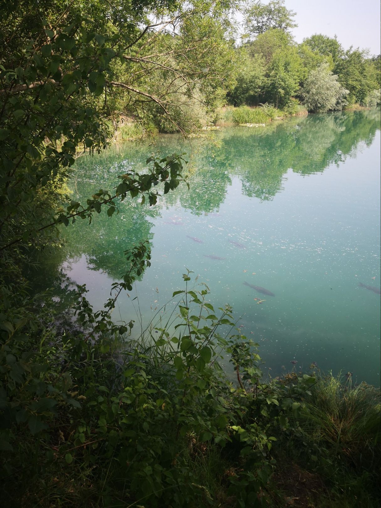 Baggersee Krauchenwies angeln