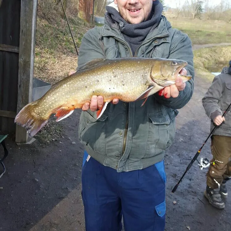 Angelteiche Bargfeld-Stegen angeln