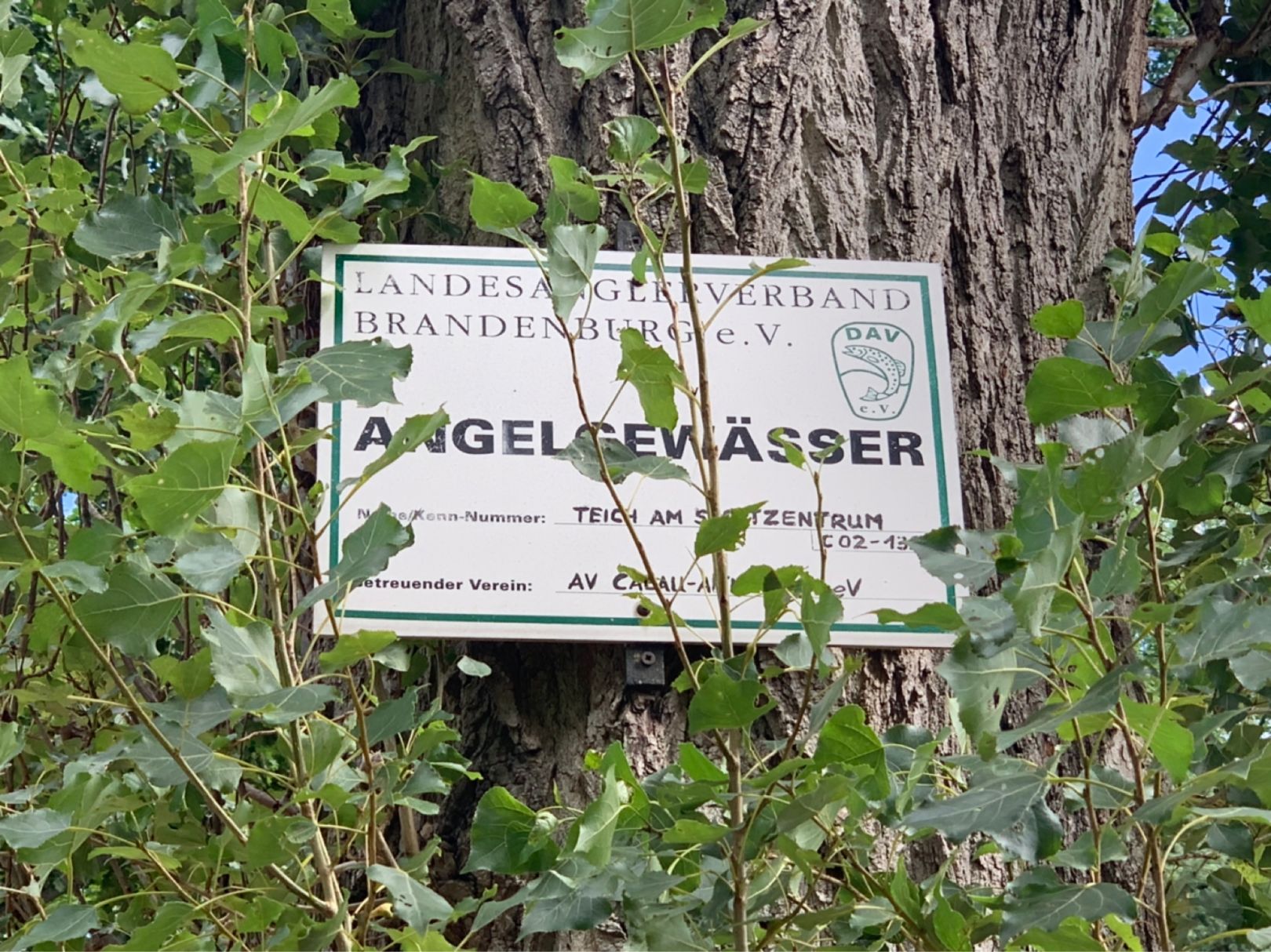 Sportzentrum-Teich Calau angeln