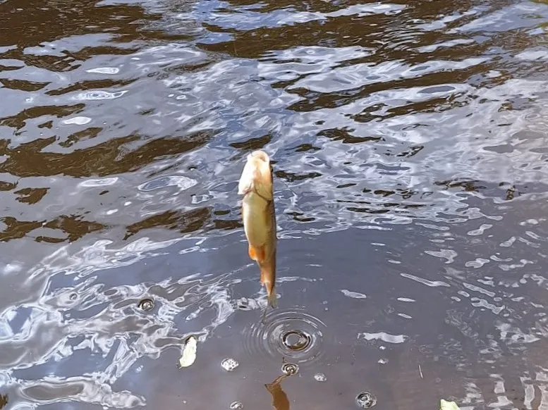 Issel (Wesel) angeln