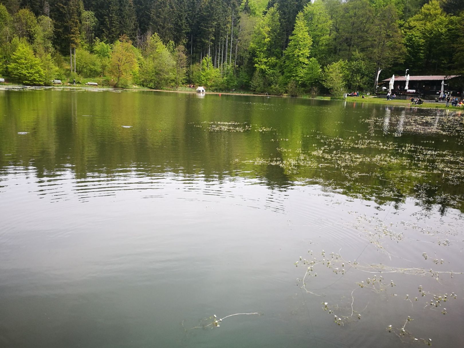 Rothsee (Bischofsheim an der Rhön) angeln