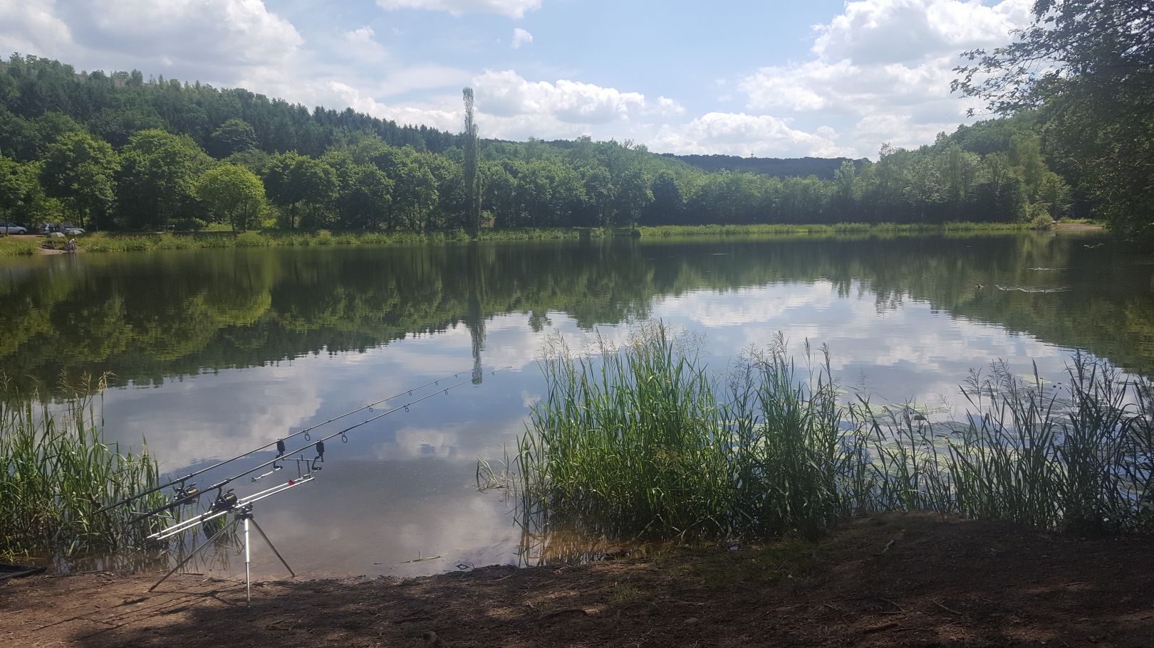 Absinkweiher (Fischbach) angeln