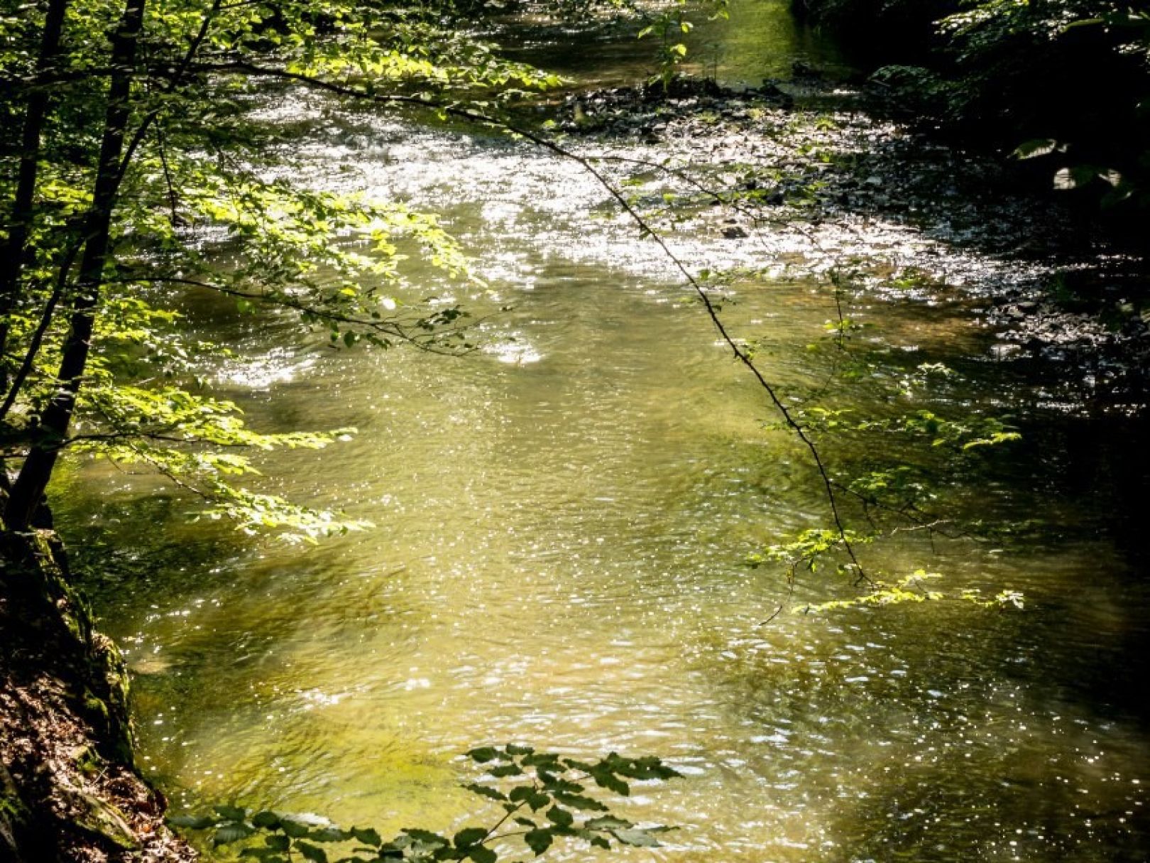 Wesenitz (Dürrröhrsdorf-Dittersbach) angeln