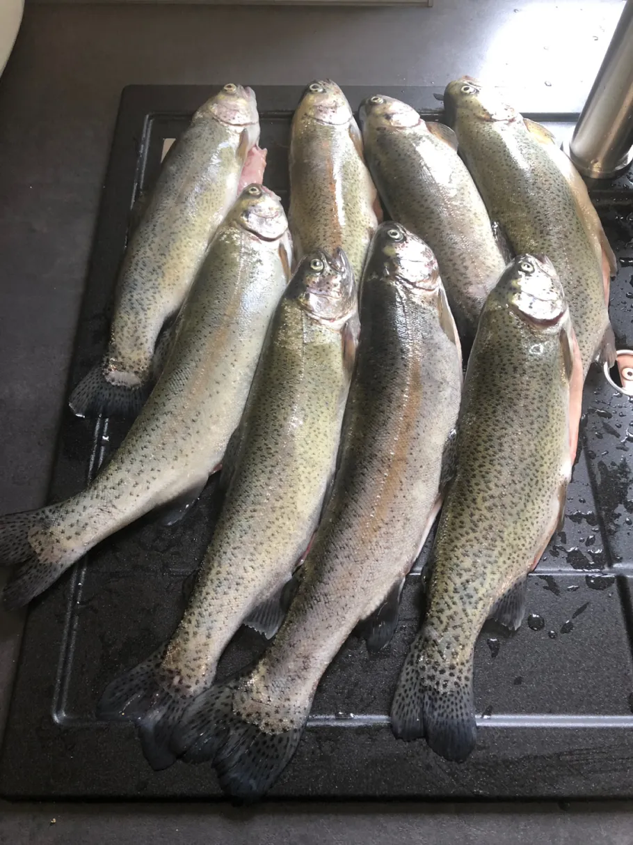 Forellenhof Ittertal angeln