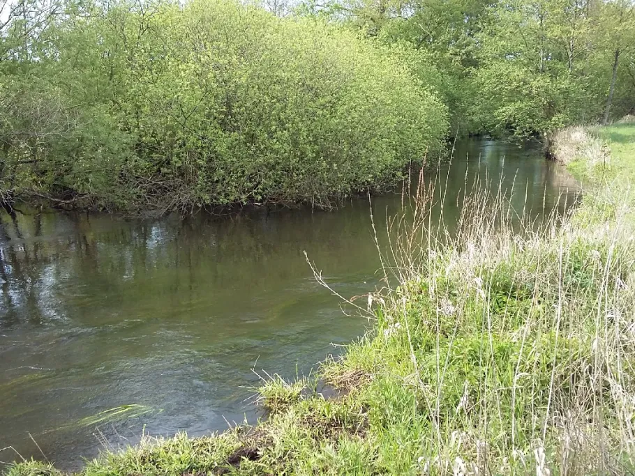 Örtze (Winsen/Aller) angeln