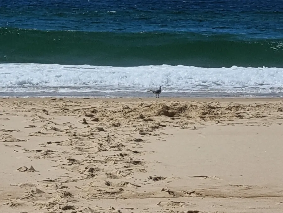 Atlantik (Courant d'Huchet) angeln