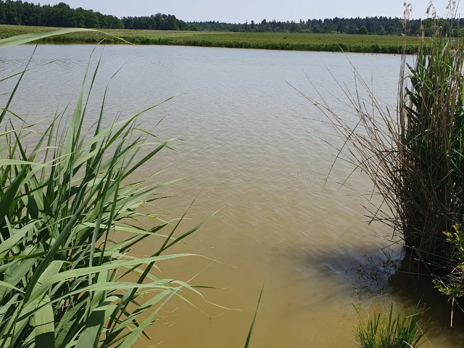 Teichanlage Königsroter Mühle angeln