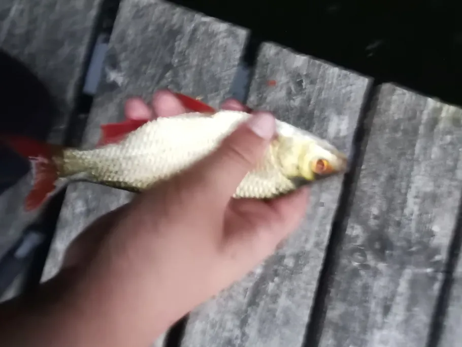 Aalsee (Malchow) angeln