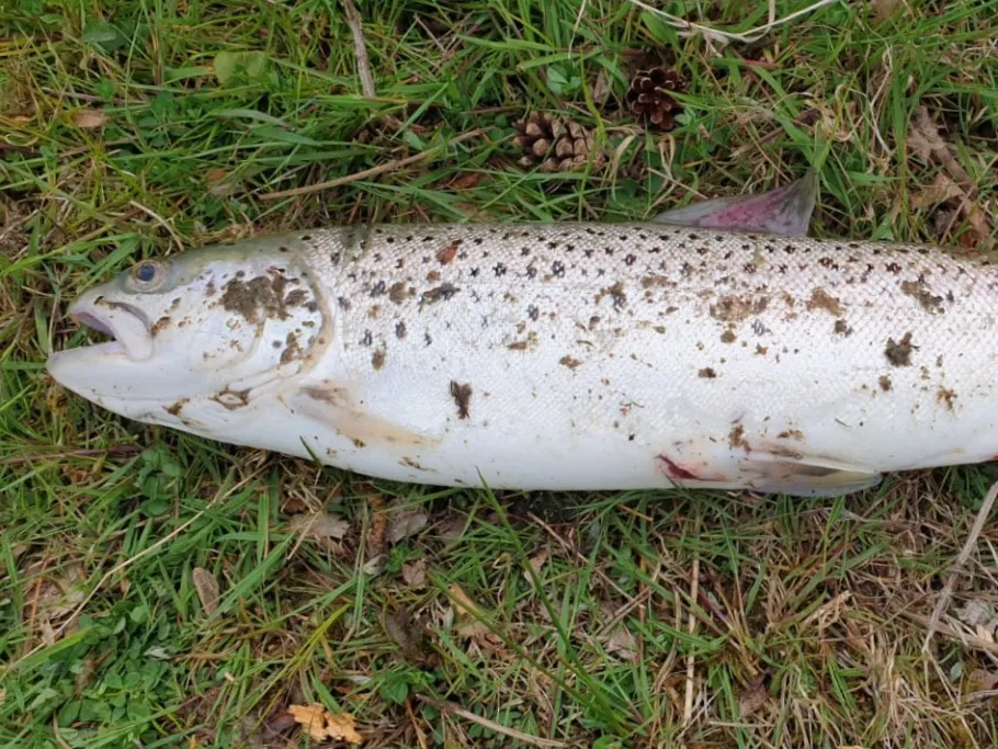 Hemelter Bach (Rheine) angeln