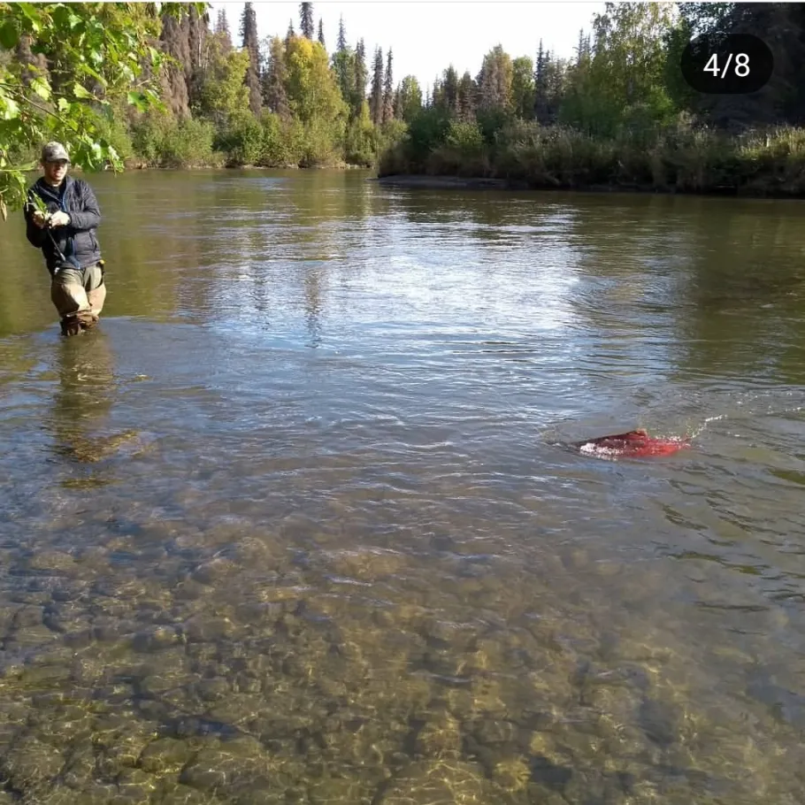 Susitna River angeln