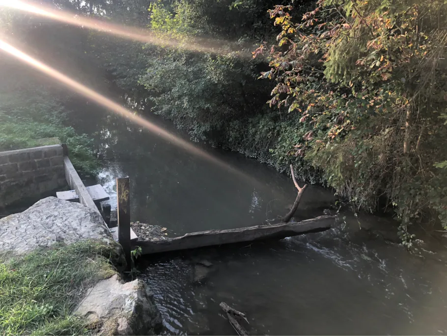 Elsenz (Ittlingen) angeln