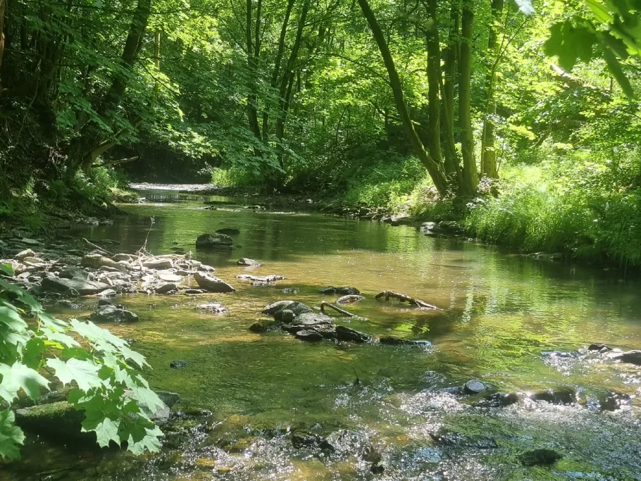 Zwönitz (Einsiedel) angeln