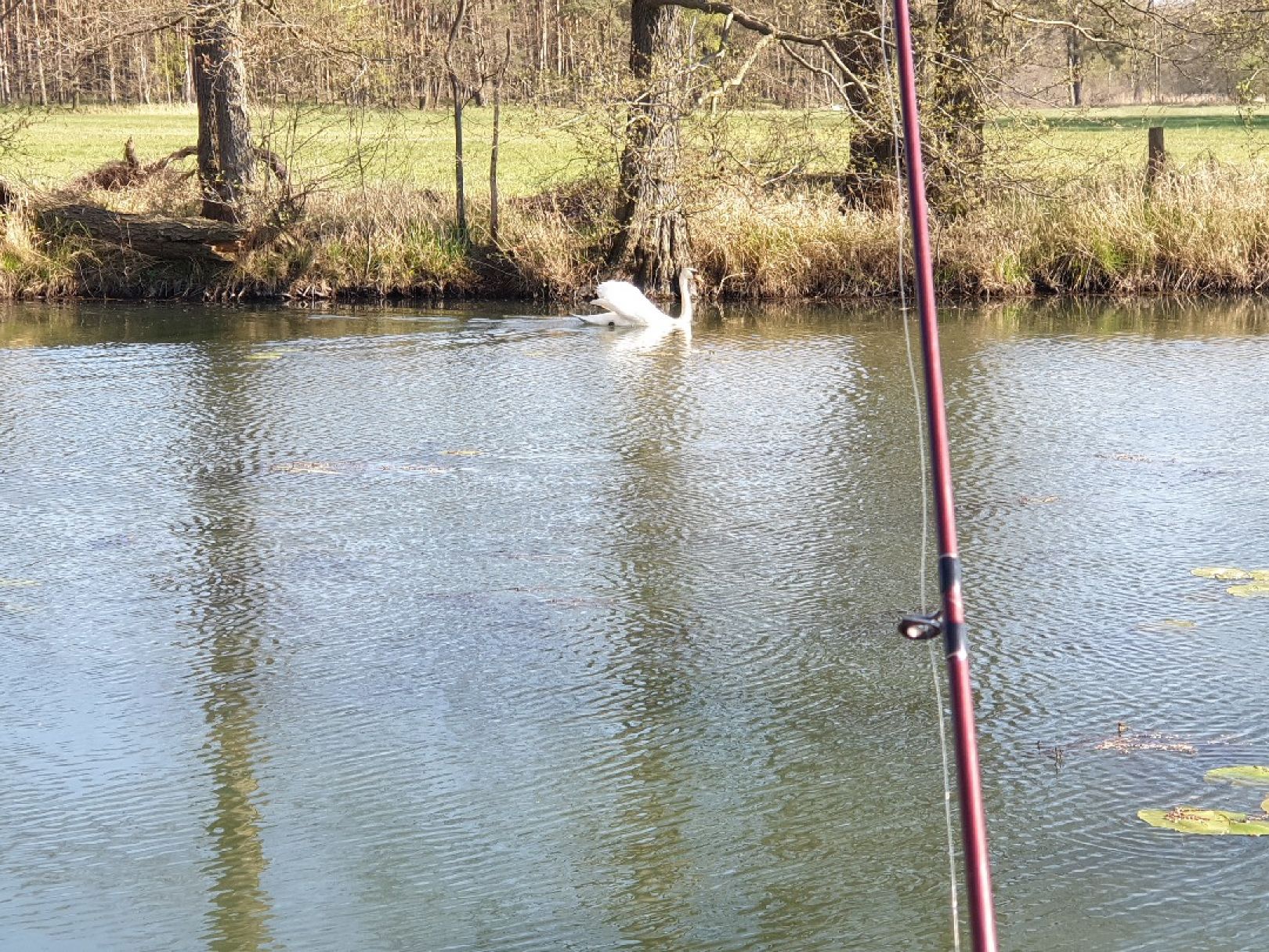 Alte Elster (Postberga) angeln