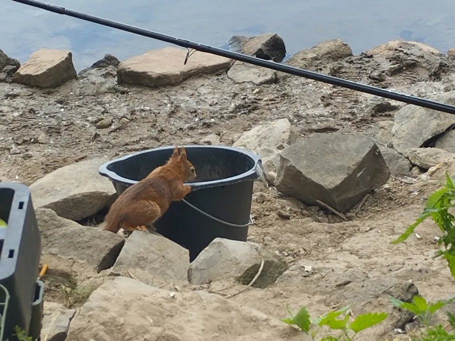 Main (Mainz-Kostheim) angeln