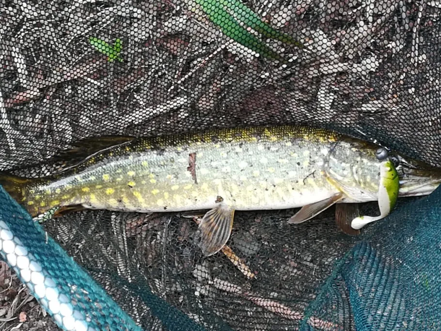 Blauer See (Duisburg) angeln