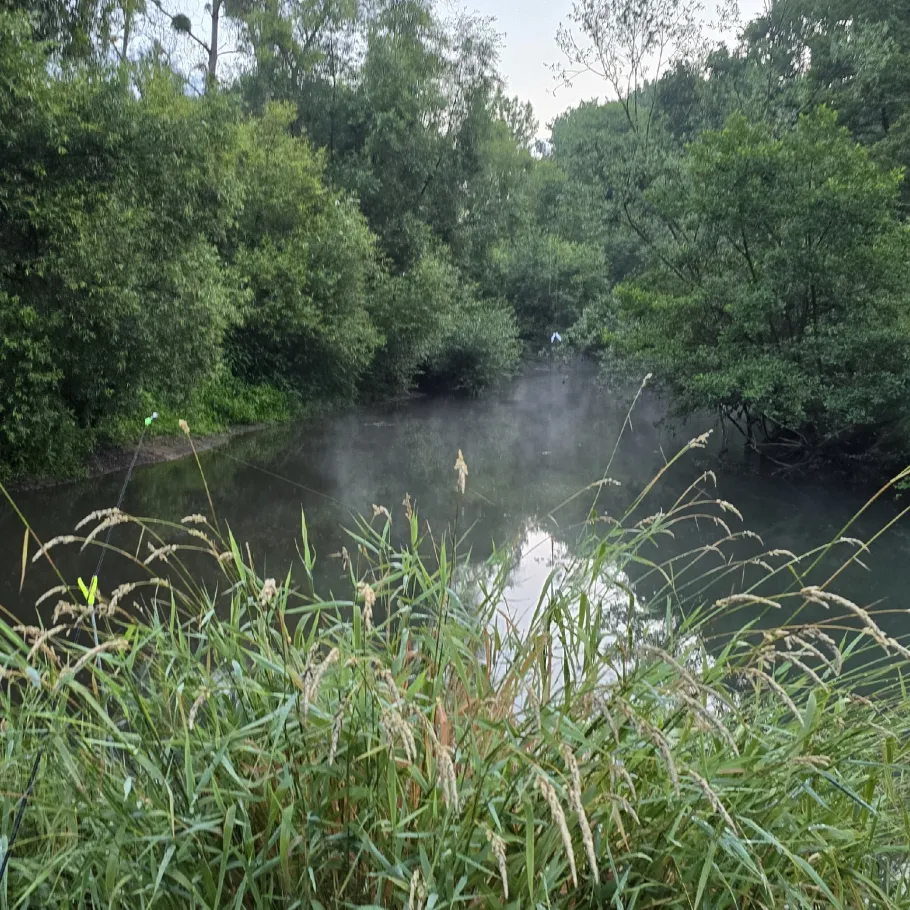 La Sauer (Seltz) angeln