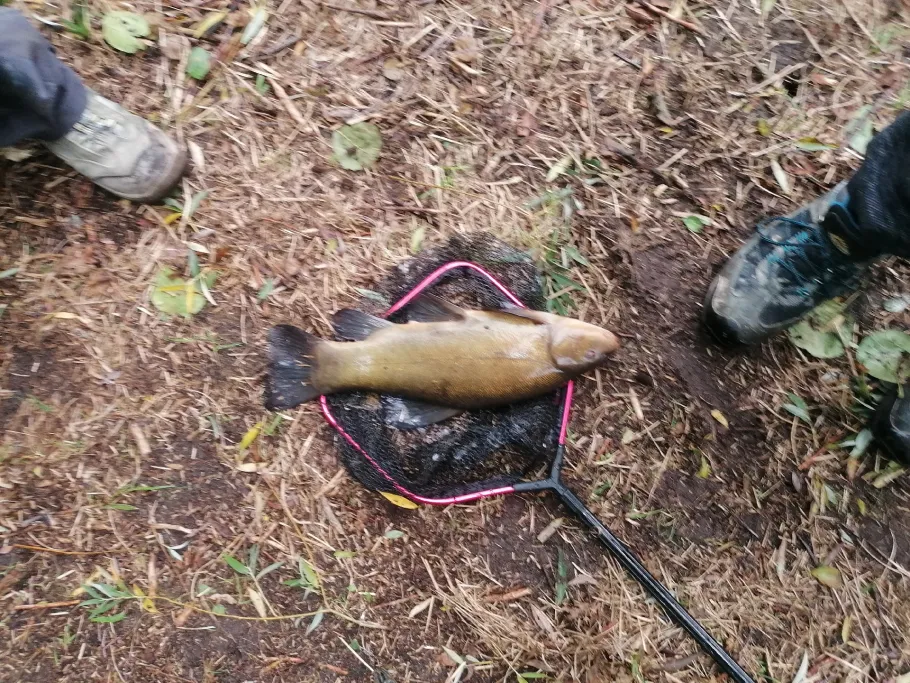 Großsoltborger Sieltief angeln